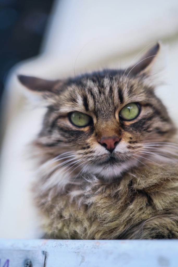 Oudere katten