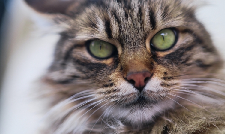 Oudere katten