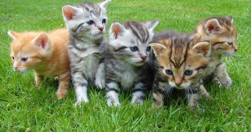 meerdere katten
