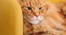 Krabpaal Maine Coon