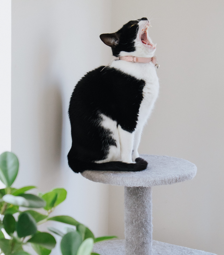 Katten met speciale behoeften