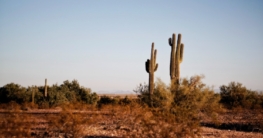 Cactus krabpaal