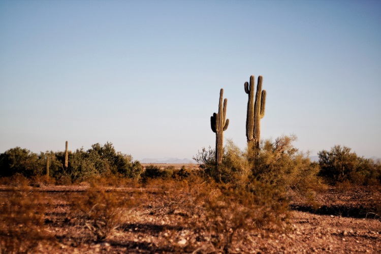 Cactus krabpaal